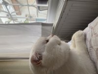 Beyaz Scottish Fold Kedimiz