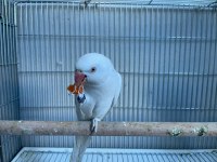 Mutasyon Pakistan Papağanı Takım