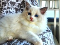 Kedilibab'dan Şecereli Show Kalite Ragdoll Kediler