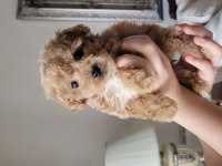 Sahibinden 2.5 aylık dişi maltipoo