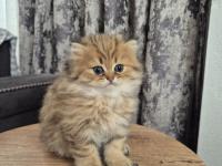Acil Sahiplendirme Longhair Kediler