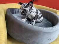 50 Günlük Merle French Bulldog