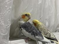 Erkek Evcil Sultan Papağanı