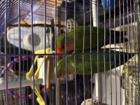 Çift Sevda Papağanı Komple Eşyalarıyla Kafesiyle Verilecek