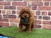 Safkan Toy Poodle Yavrular İçin Ulaşın