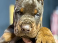 Avrupa’nın En İri European Doberman Yavruları