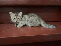 British shorthair 2 aylık yavru