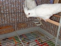 Takım Albino Sultan Papağanım