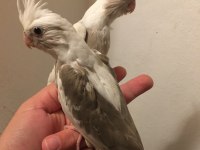 Full Evcil A Kalite Üst Düzey Yavru Erkek Beyaz Maskeli Sultan Papağanı