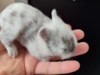 Hollanda cüce tavşan yavruları