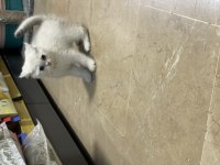 British Shorthair Yavruları