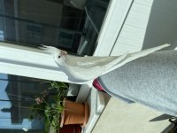 Albino Yavru Sultan Papağanı