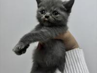 Dişi british shorthair