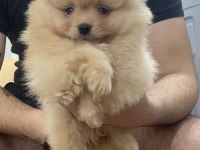 Pomeranian Efsane Bebek Köpekler