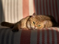 Bir üreme programı için mükemmel scottish straight