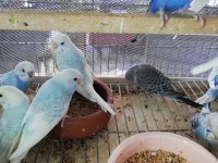 Yavru Muhabbet Kuşu Erkek