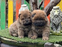 Küt Burun Chow Chow Yavrularımız