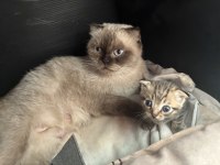 Erkek Scottish Fold Kedimiz