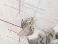 Kedimiz Paris İçin Yeni Ev Arıyoruz