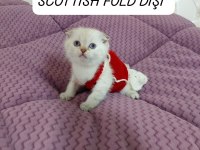 Scottish Fold Prenses Hazır