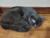 Sevimli Uysal Aşıları Tam British Yavrumuza Yuva Arıyoruz