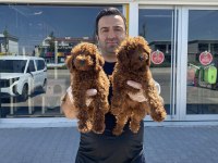 Mükemmel Maltipoo Yavrularımız Ankara Mağazamızda Görün