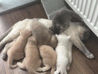 Acil Sahiplendirme 2 Aylık Kedimiz