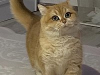 British Golden Kedi