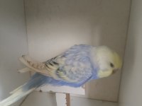 Yeme Düşmüş Muhabbet Kuşu Yavruları