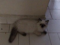 Blue point british longhair