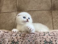 Irk Garantili Scottish Fold Shorthair Silver Bebeğimiz