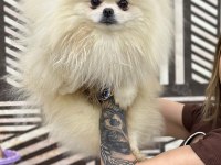 Pomeranian Boo Oğlumuz