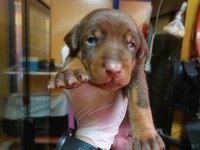 Tek eksileri şecere belgeli iri doberman yavrular