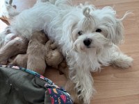 Ev Doğumlu Teacup Maltipoo Yavrular