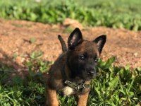 Düşman Yok Eden Belçika Kurdu