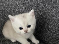 Dişi Ve Erkek 45 Günlük Yavru Kediler