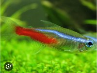 A Kalitesi Dört Adet Neon Tetra