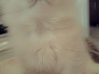 Cana Yakın Oyuncu British Yavrular