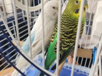 Bir çift muhabbet kuşu