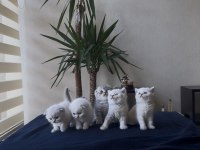 Premium Scottish Ve British Yavruları 45 Günlük