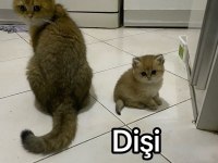 A+ British Shorthair Yavruları