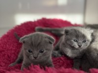 1 Buçuk Aylık Scottish Ve British Yavrular