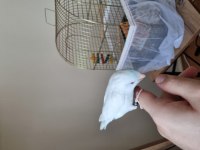 Amerikan Beyaz Full Evcil 4.5 Aylık Forpus Papağanım