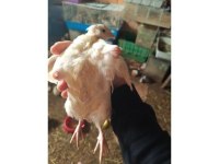 En Uygun Bıldırcın Yumurtası