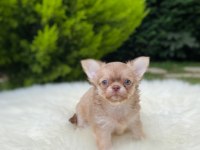 Xs Mini Dişi Erkek Chihuahua Bebeklerimiz