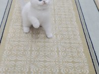 Erkek Ve Dişi British Shorthair Yavrular