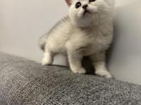 26 Temmuz Doğumlu Üç Yavru Kediler