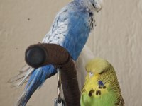 Vasıflı Şov Muhabbet Kuşu