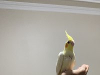 1.5 Aylık Sultan Papağanı Yavruları Ele Alıştırmalık