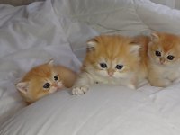 Show Kalite Safkan Golden Bebek Kediler